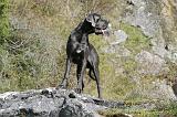 DOGUE ALLEMAND 034